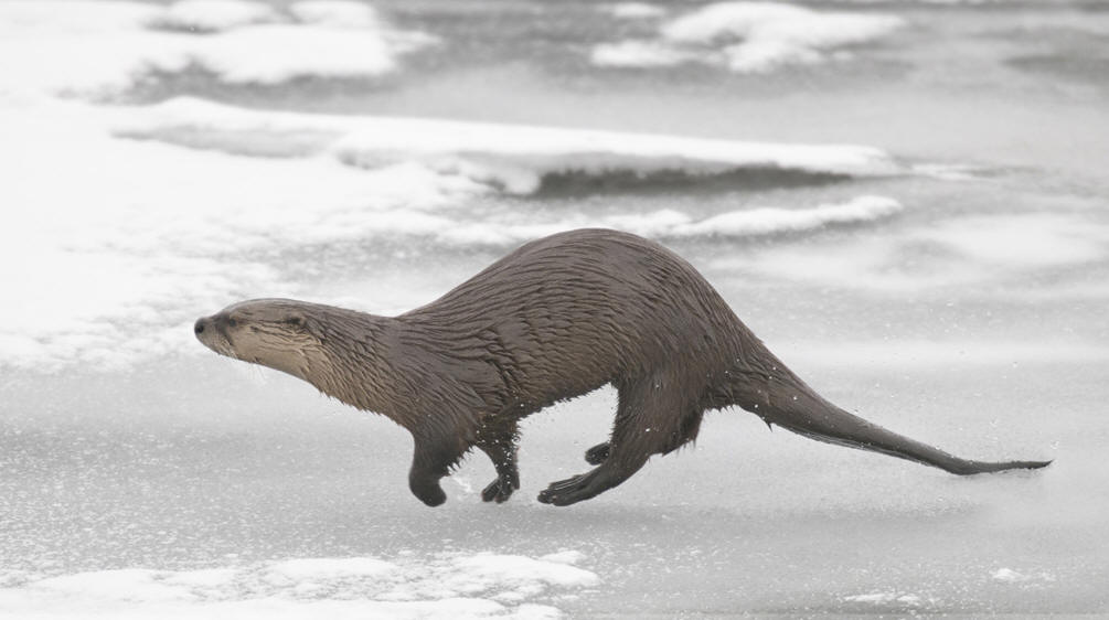  p>长尾水獭是分布在中美洲,南美洲及特立尼达的水獭.