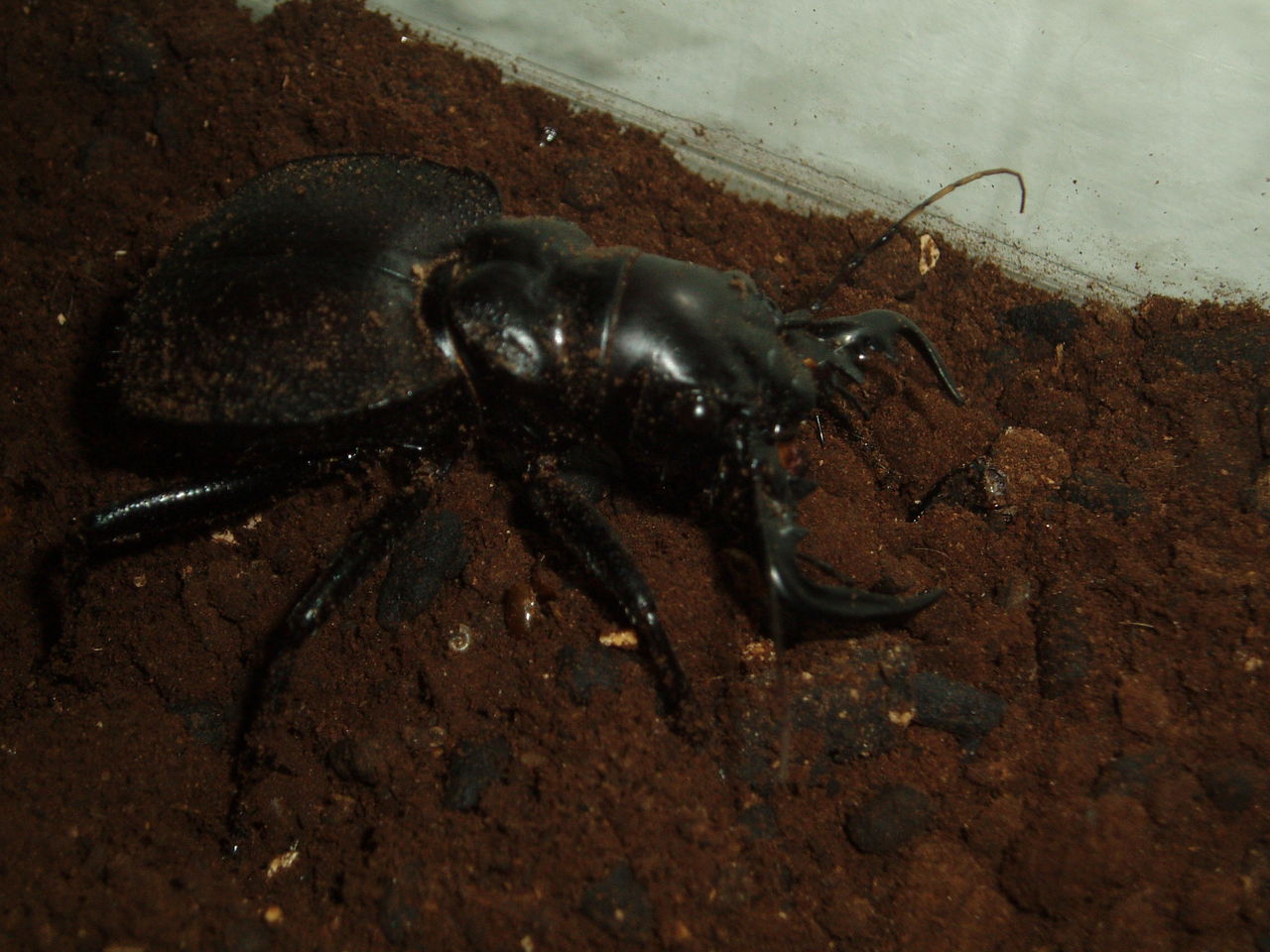  p>虎甲科  i>cicindelidae /i>,指的是 a href="#" data-lemmaid="