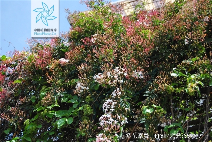 多花素馨
