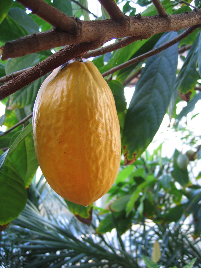 theobroma cacao l.