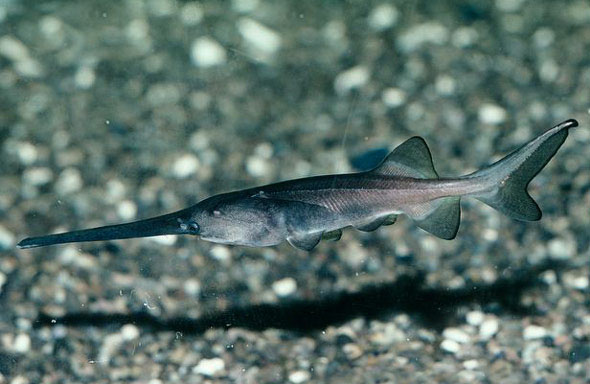  p>长吻鲟(学名: i>polyodon spathula /i>)是长吻鲟科,长吻鲟属鱼类.