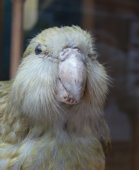  p>鸮鹉是一种外形奇特,唯一一种夜行性,在地面上爬行的鹦鹉科鸟类.