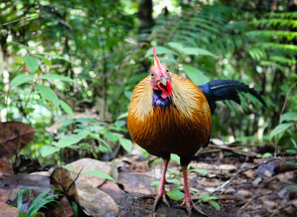  p>黑尾原鸡(学名: i>gallus lafayetii /i>): a href="#" data-lemma