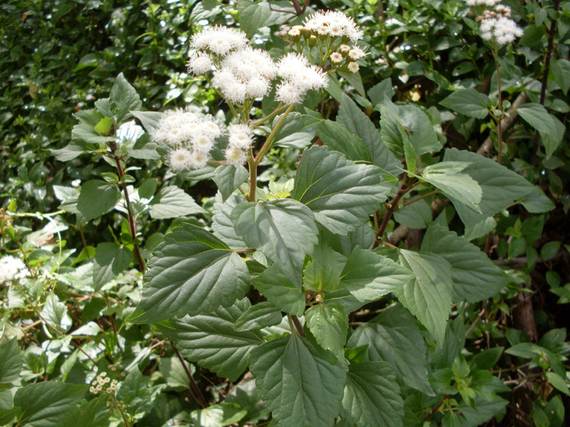  p>紫茎泽兰(学名: i>ageratina adenophora /i>(spreng.)r.m.