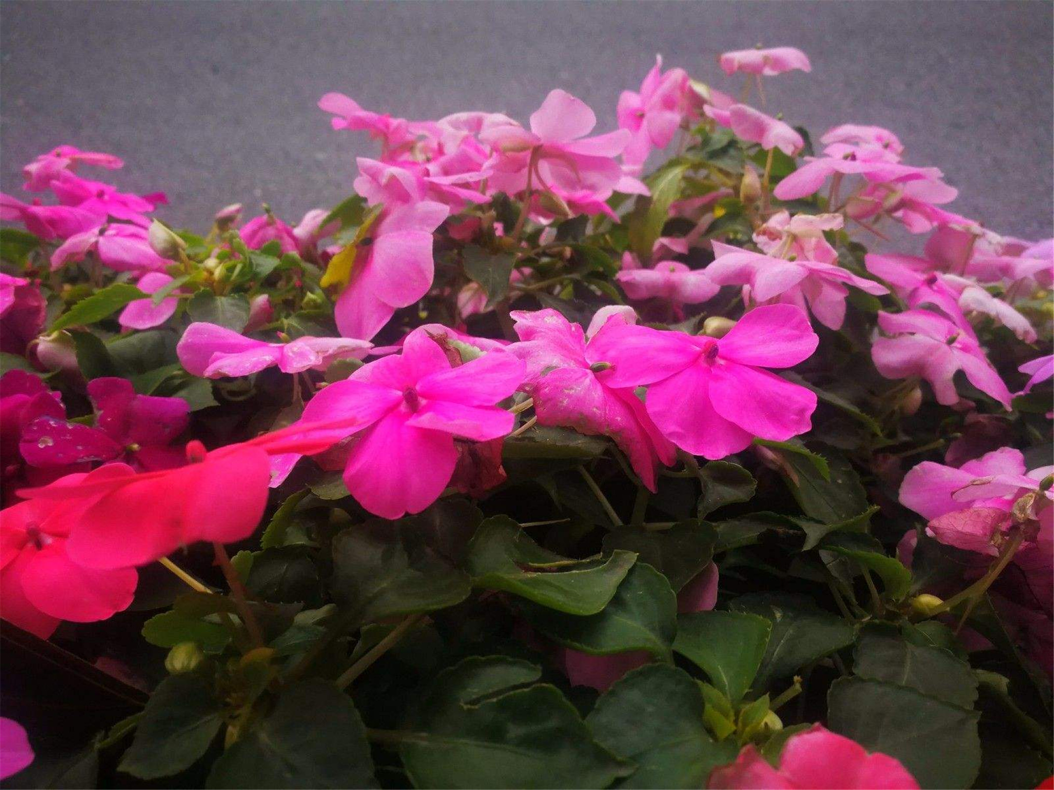  p>苏丹凤仙花(学名: i>impatiens walleriana /i> hook. f.