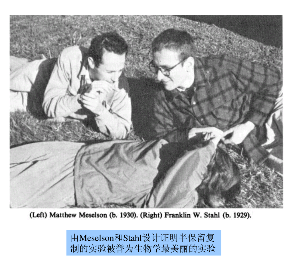  p>米西尔逊-斯塔尔实验(meselson-stahl experiment),1958年来西尔逊