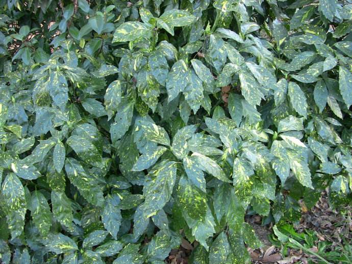  p>花叶青木(学名: i>aucuba japonica /i> thunb. var.