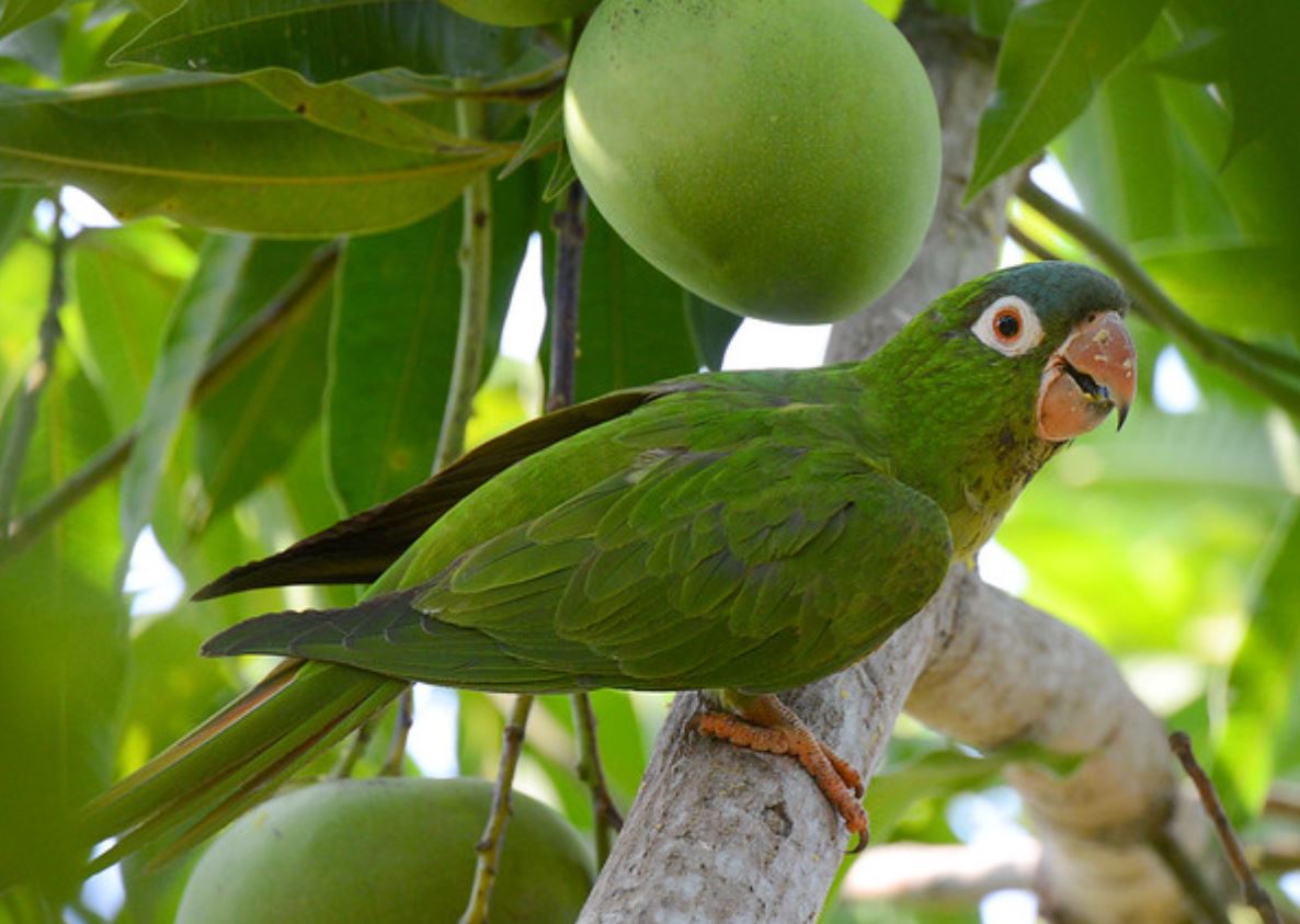  p>蓝冠锥尾鹦鹉(学名: i>aratinga acuticaudata /i> ):是鸟纲,鹦鹉