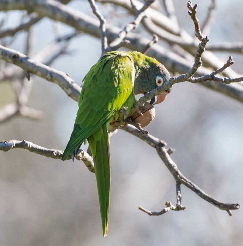  p>蓝冠锥尾鹦鹉(学名: i>aratinga acuticaudata /i> ):是鸟纲,鹦鹉