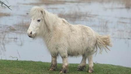 雪特兰矮马