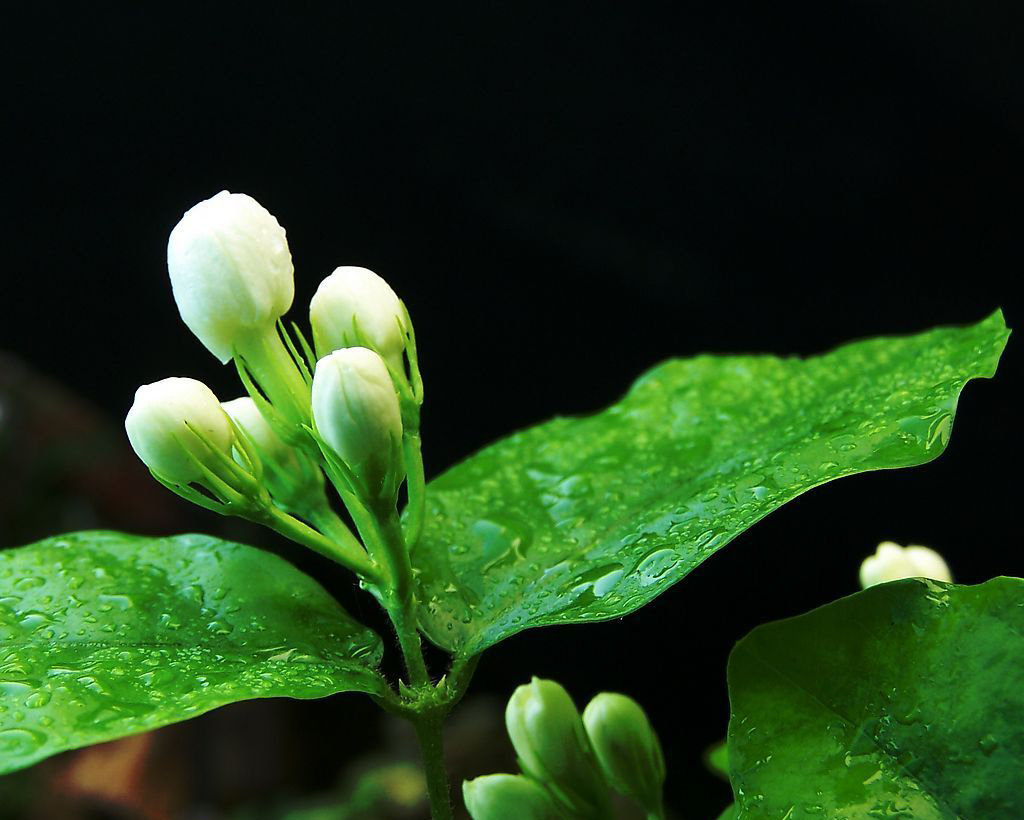 茉莉花