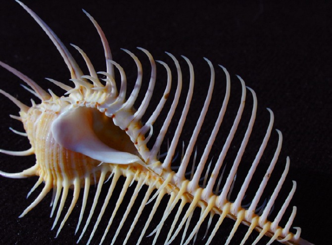  p>维纳斯骨螺,即 a href="#" data-lemmaid="2336992">栉棘骨螺 /a>