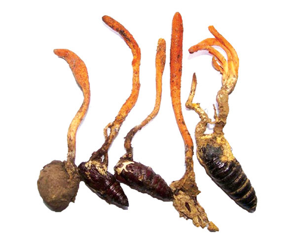 蝙蝠蛾拟青霉菌丝体