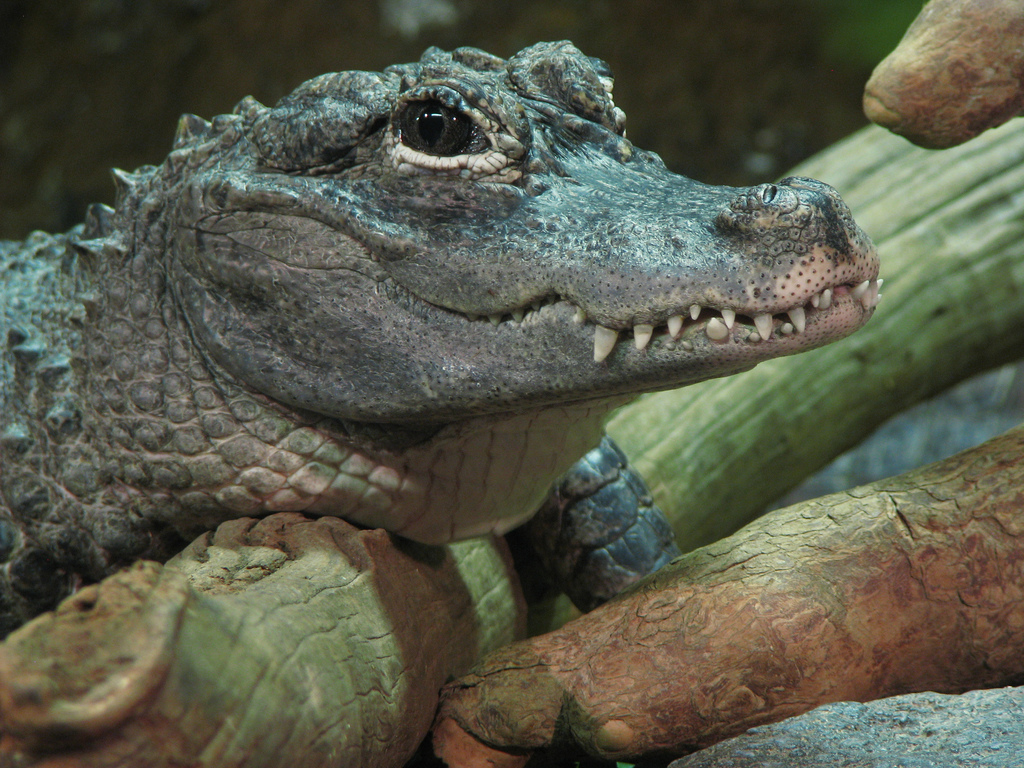  p>扬子鳄, i>alligator sinensis  /i>(fauvel,1879),或称作 a