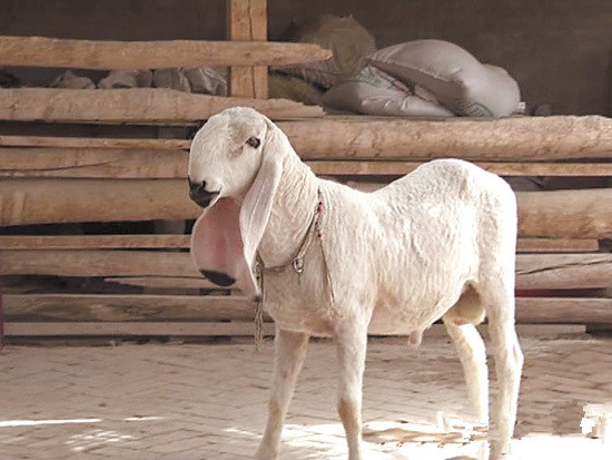  p>刀郎羊又称多浪羊,是 a target="_blank" href="/item/麦盖提