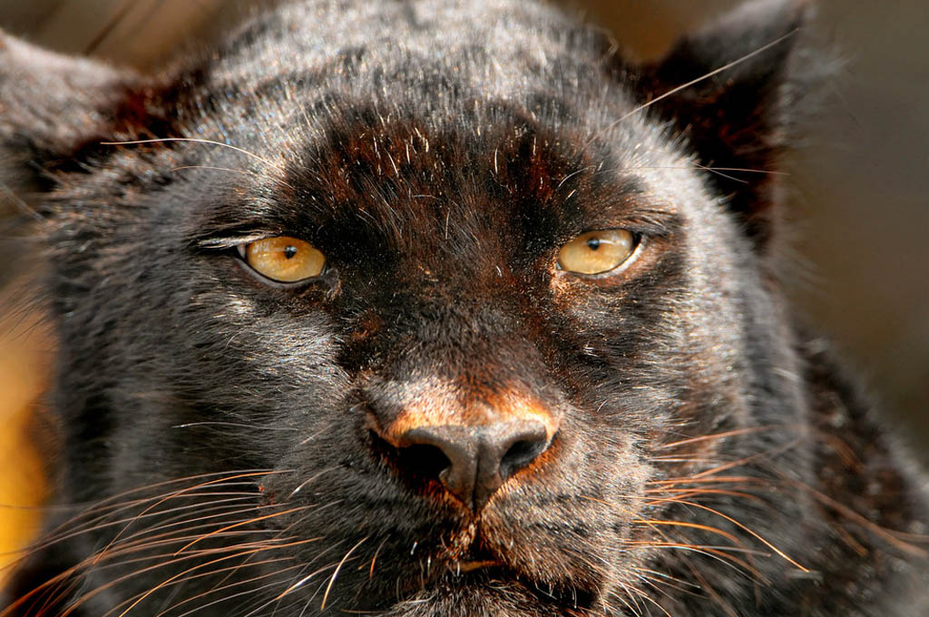  p data-id="tfwyatr3n0ff">黑豹,是食肉目猫科豹属哺乳动物,是金钱豹