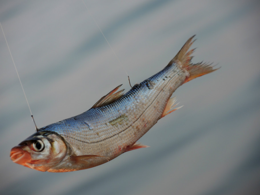  p>银鲴(学名: i>xenocypris argentea) /i>是鲤科,鲴属温性鱼类.