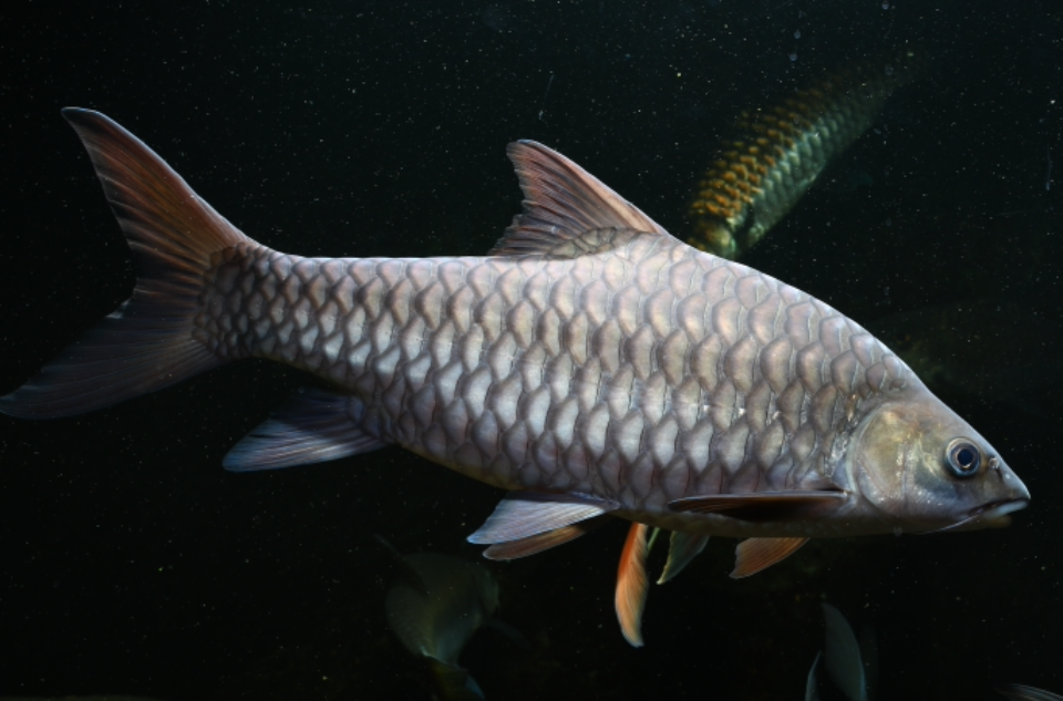  p>中国结鱼,俗称鲤鱼(傣族), 体侧扁,吻尖,前突.