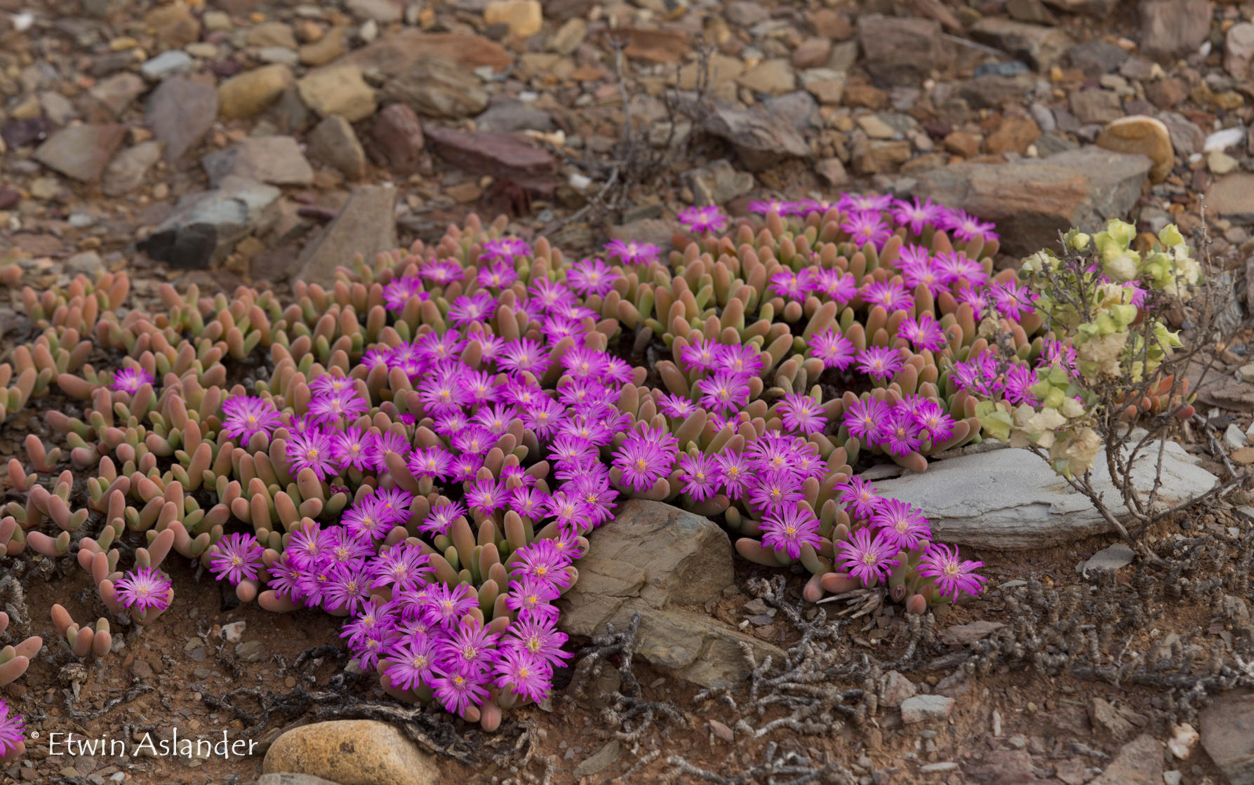  p>番杏科(学名:aizoaceae)是石竹目下的一个科,一年生或多年生草本或