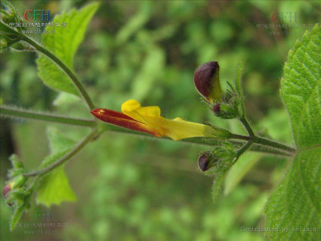 为唇形科植物冠唇花 i>microtoenainsuavis /i>(hance)prainexdunn的