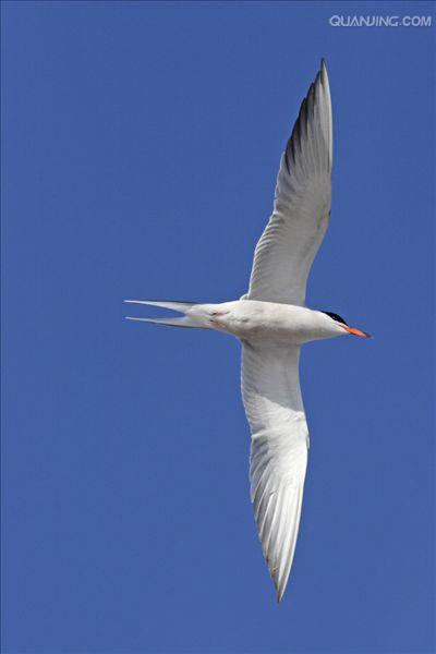  p>普通燕鸥(学名: i>sterna hirundo /i>)是鸥科,燕鸥属下的一种迁徙