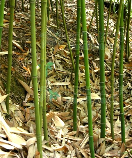 版纳库-密毛箭竹群体