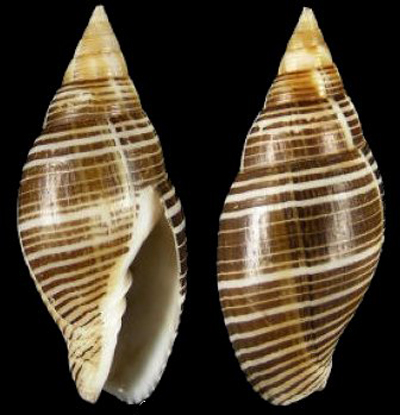  p>巴伯笔螺是一种新腹足目,笔螺科类生物.螺壳尺寸30 - 54 mm.