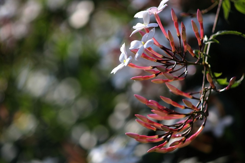 狗牙花风水适合在家里养吗为什么在线
