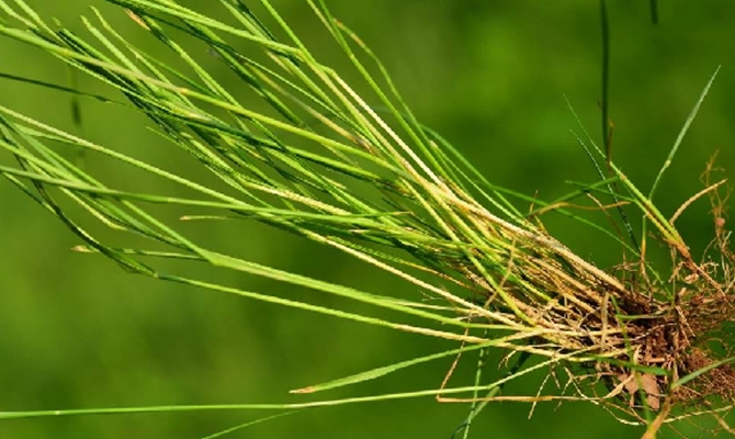 是禾本科,鼠茅属一年生 a href="#" data-lemmaid="541696">草本 /a>