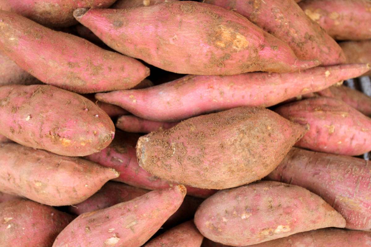  p>泗水地瓜,山东省济宁市 a target="_blank" href="/item/泗水县