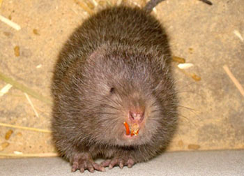  p>罗氏鼢鼠(学名: i>eospalax rothschildi /i>),别称南鼢鼠, a href