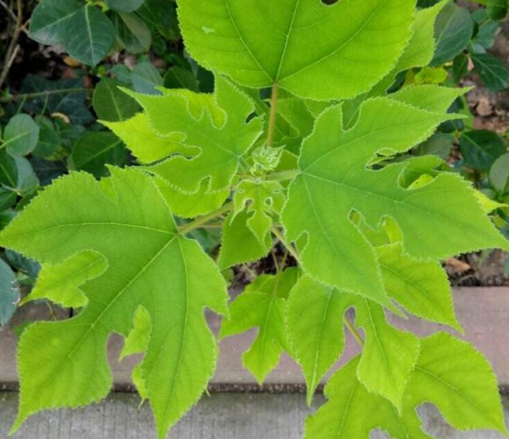 broussonetia lhert. ex vent.