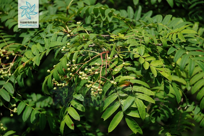 sorbus hupehensis