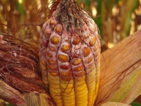 玉米镰刀菌穗粒腐病