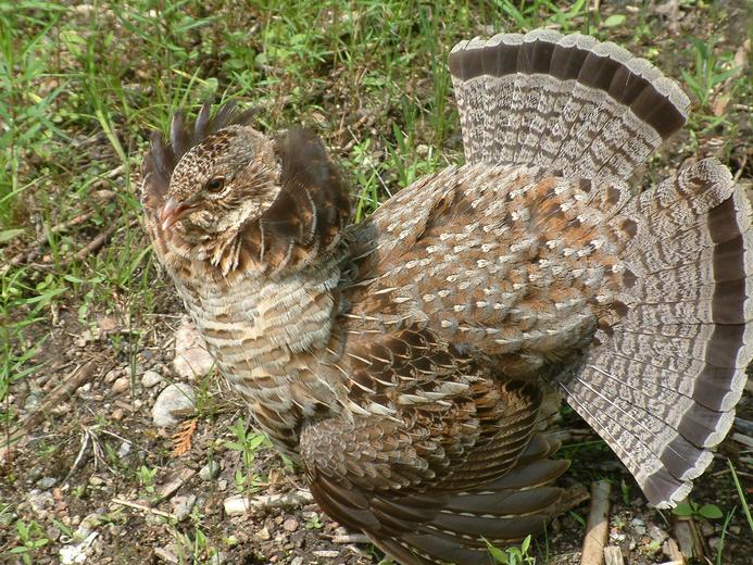  p>披肩榛鸡(学名: i>bonasa umbellus /i>):共有15个 a href="#"