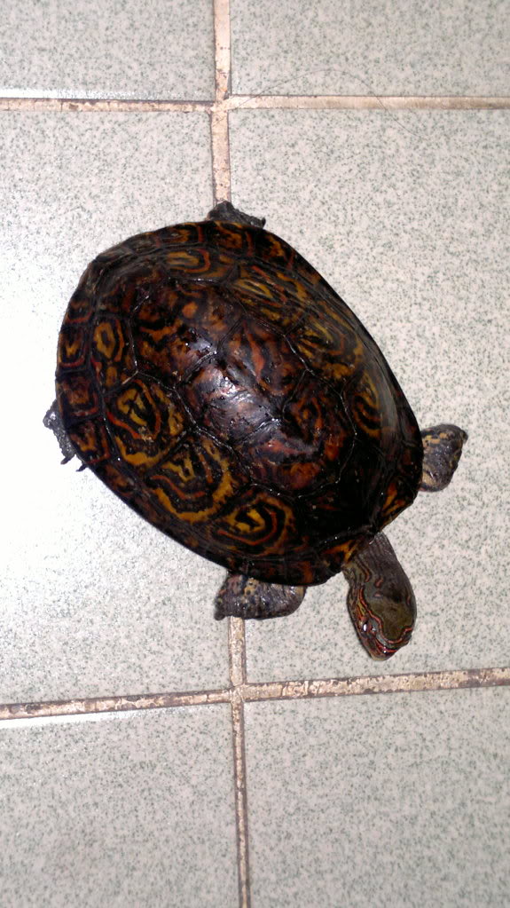  p>油彩木纹龟 (拉丁文:rhinoclemmys pulcherrima m