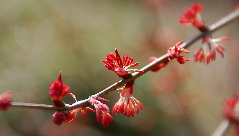  p>连香树科(cercidiphyllaceae)是一种古老的植物科属,早在 a href="