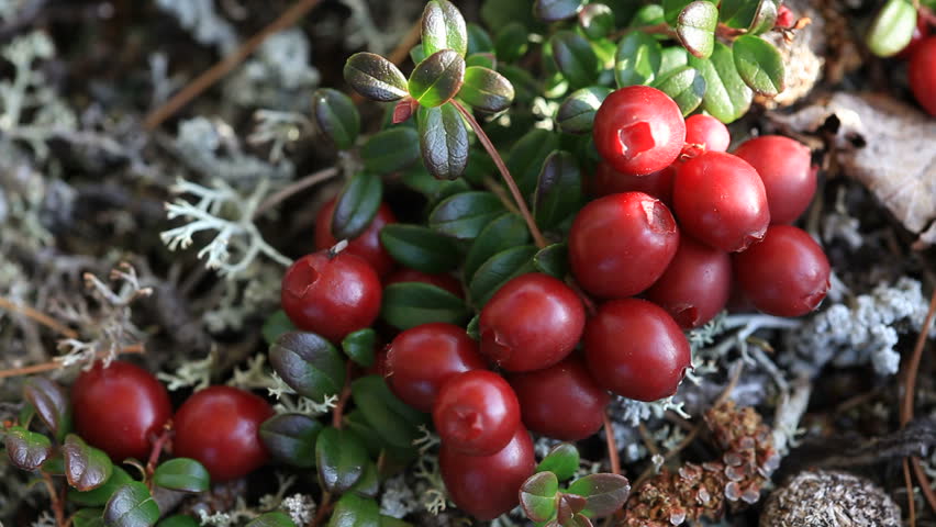  p>北极熊莓(学名: i>arctostaphylos rubra   /i>(rehder &amp