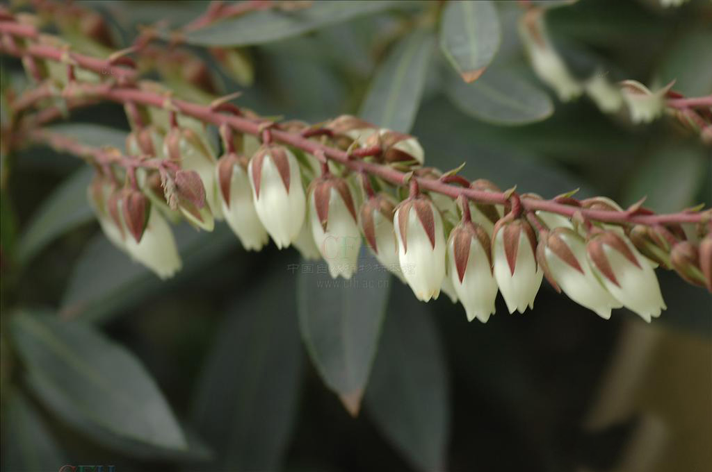  p>长萼马醉木( a target="_blank" href="/item/学名/8074290" data