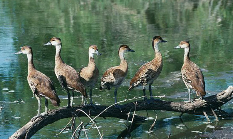  p>西印度树鸭(学名: i>dendrocygna arborea /i>)为 a href="#">雁形