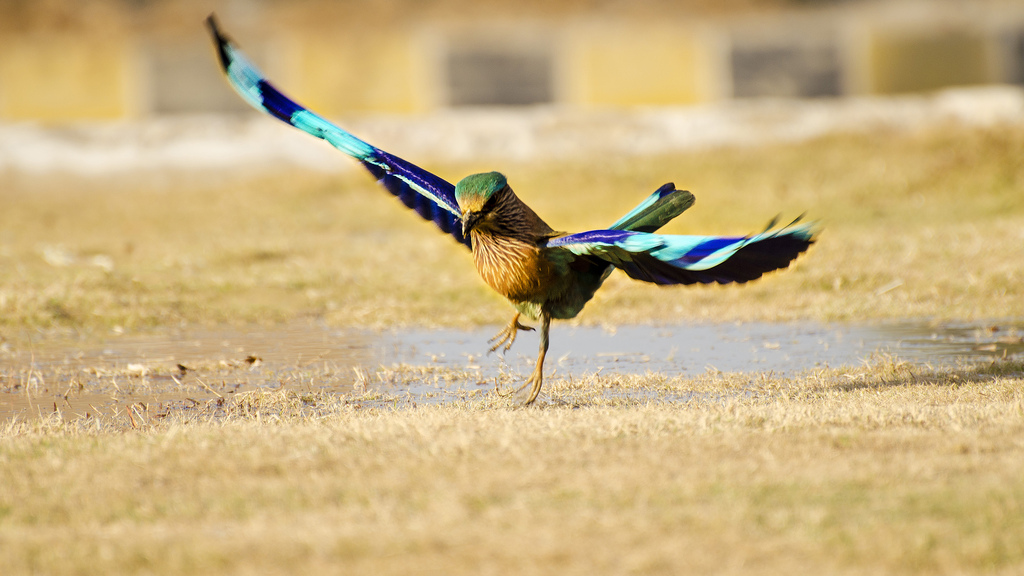 coracias benghalensis