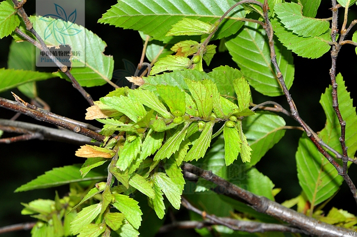  p>云贵鹅耳枥(carpinus pubescens burk.