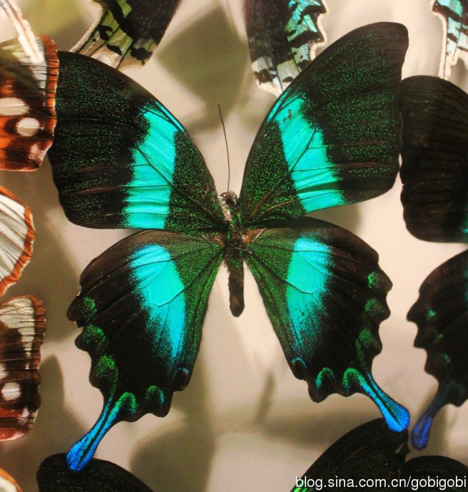 印尼碧翠凤蝶