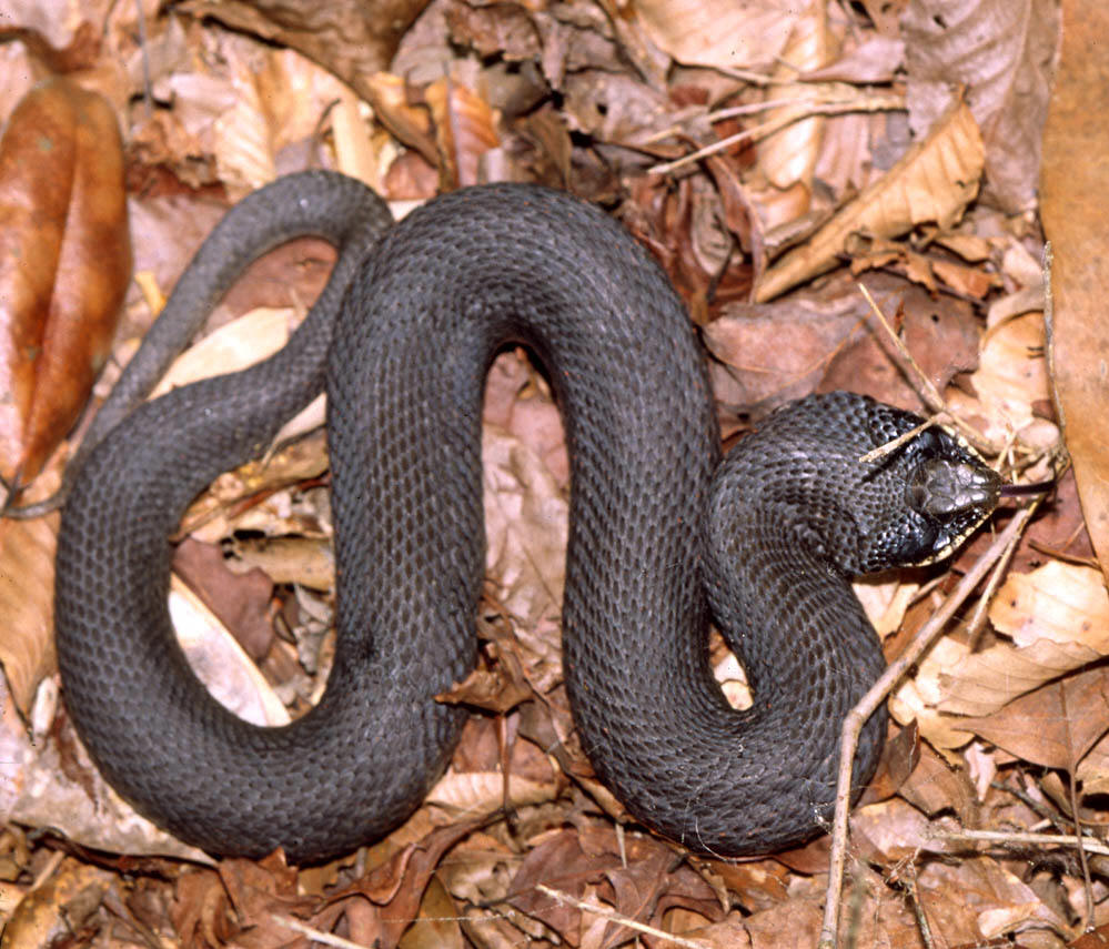  p>猪鼻蛇(hognose snake),是 a target="_blank" href="/item/游蛇科
