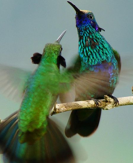  p data-id="gn7qpmac0w">紫耳蜂鸟(colibri thalassinus),又名绿色紫