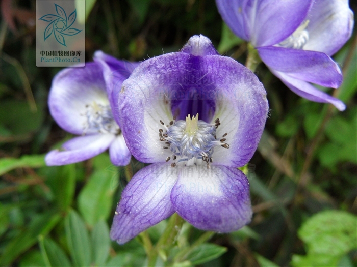  p data-id="gnyt9r7m63">草乌头学名乌头,又称草乌,乌药,盐乌头,鹅儿