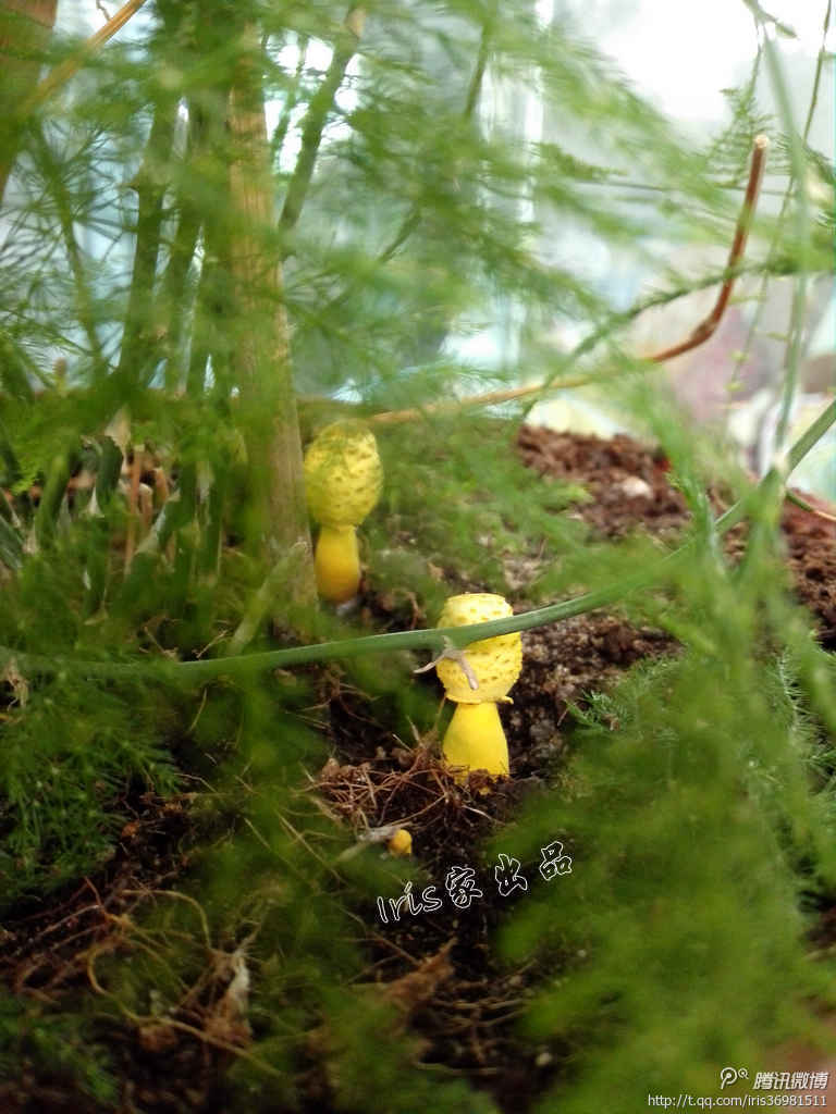 纯黄白鬼伞