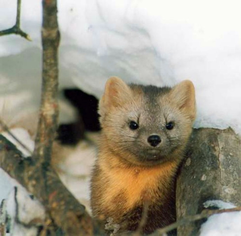  p>黄金貂是 a target="_blank" href="/item