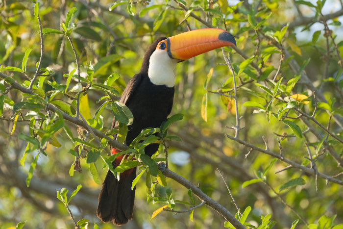  p>鞭笞巨嘴鸟(学名: i>ramphastos toco /i>)体长61厘米,体重540-860