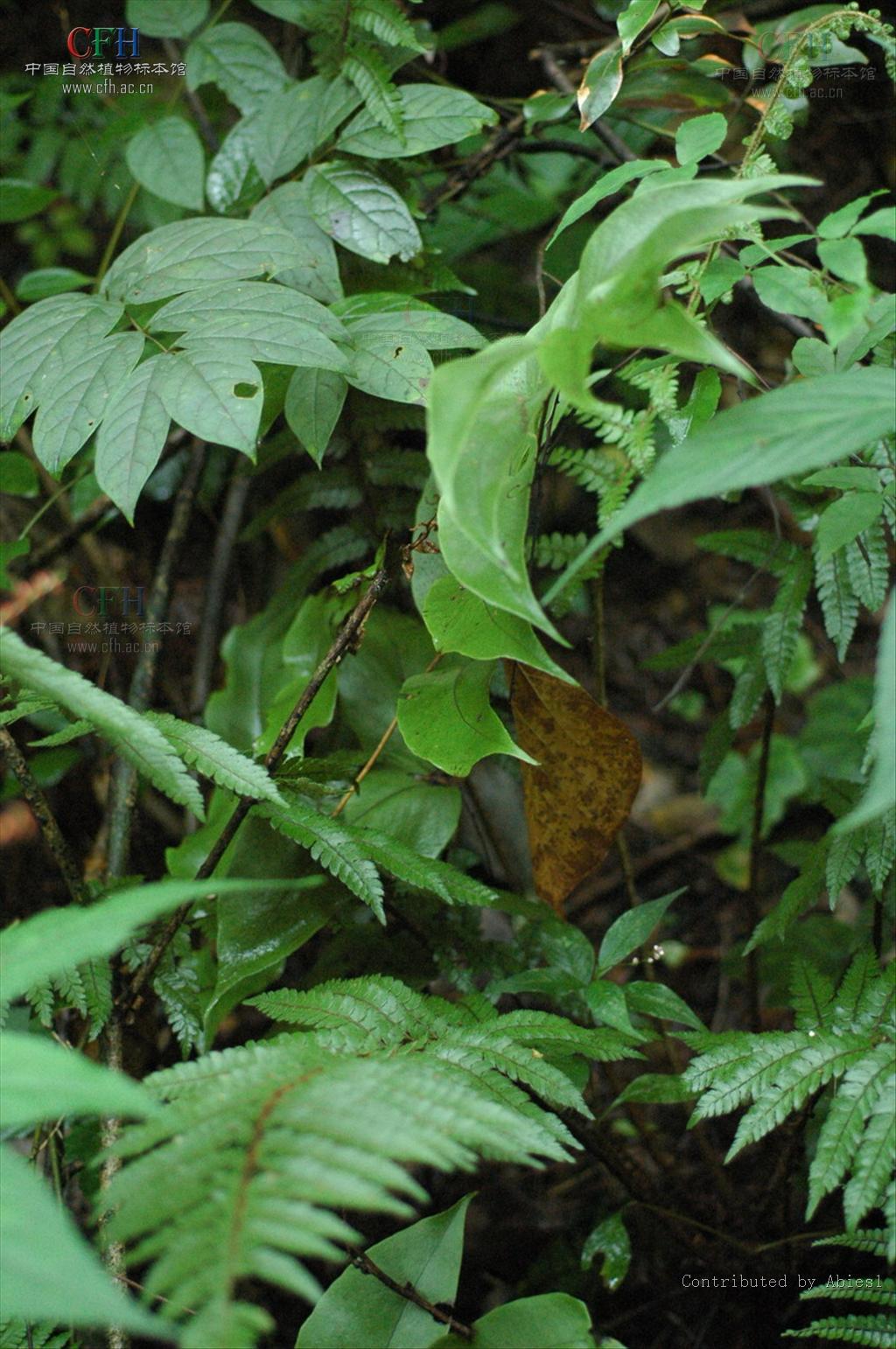  p>贯众属(学名:cyrtomium presl)是鳞毛蕨科下一个属,贯众属约50种